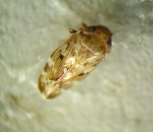 Réf. 309 367 : Deltocephalinae inconnu